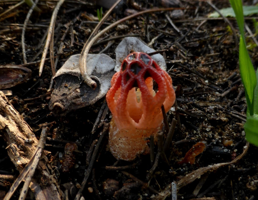 Colus-hirudinosus-Clathrus-Laternen-Gitterling-Portugal-Algarve-Ria-Formosa-Faro