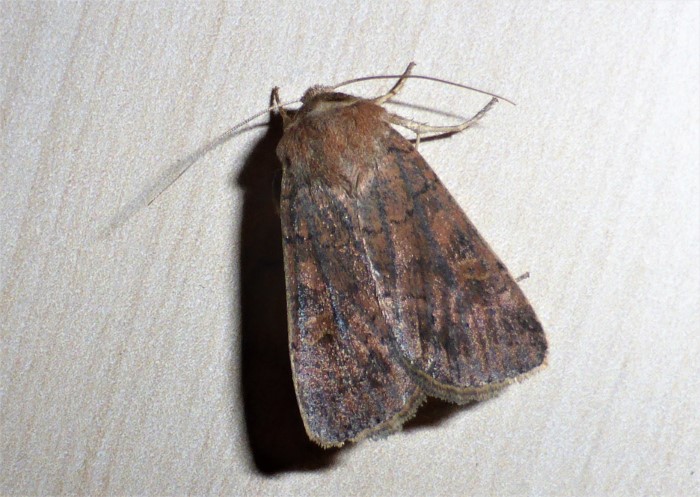 Conistra vaccinii Heidelbeer Wintereule Noctuidae Eulenfalter Nachtschmetterlinge Lepidoptera Naturgarten Biodiversitaet Artenvielfalt Krieglsteiner nafoku Schwaebischer Wald Spraitbach