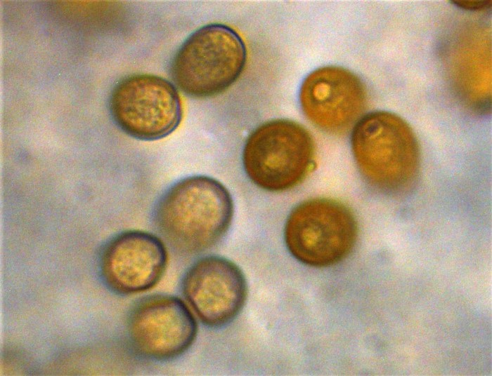 Conocybe singeriana Samthaeubchen Sammethaeubchen Mikroskopierkurs Feldmykologe Pilzkurse PIlzschule Schwaebischer Wald Krieglsteiner Ruppertshofen Gruener Pfad