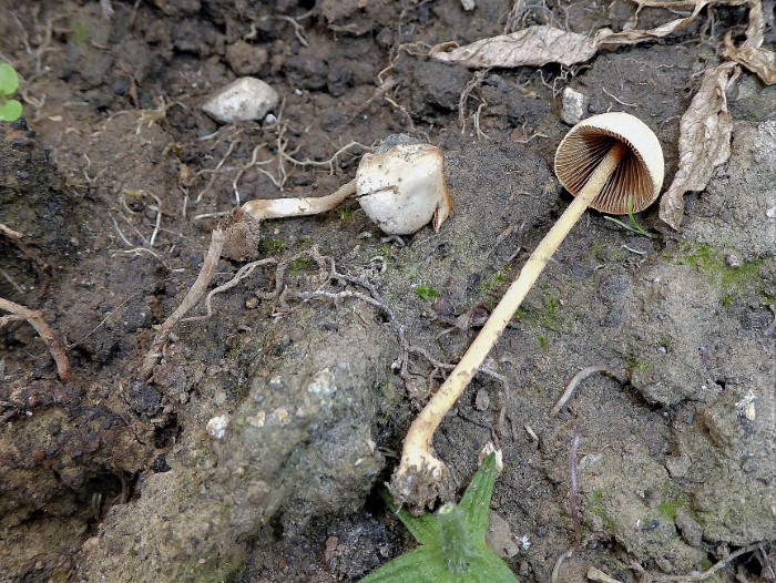 Conocybe singeriana Singers Samthubchen Bolbitiaceae Agaricales Pferdemist Blumenkuebel Terrasse mikroskopische Bestimmung Stiel bereift Caulozystiden Spraitbach Krieglsteiner