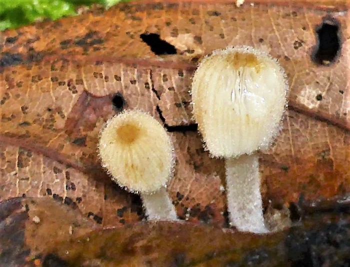 Coprinellus disseminatus Gesaeter Rasiger Zwerg Tintling Psathyrellaceae Agaricales Haare Pileozystiden Caulozystiden holzbwohnender Saprobiont Feldmykologe Ausbildung Pilzschule Katharina Krieglsteiner