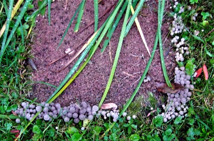 Coprinellus disseminatus Gesaeter Rasiger Zwerg Tintling Psathyrellaceae Agaricales Haare Pileozystiden Caulozystiden holzbwohnender Saprobiont Feldmykologe Ausbildung Pilzschule Krieglsteiner Durlangen