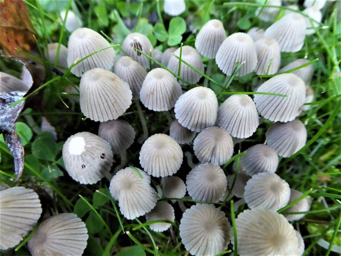 Coprinellus disseminatus Gesaeter Rasiger Zwerg Tintling Psathyrellaceae Agaricales Haare Pileozystiden Caulozystiden vergrabenes Holz plissierter gefalteter Hut PIlzkurse Pilzschule Schwaebischer Wald