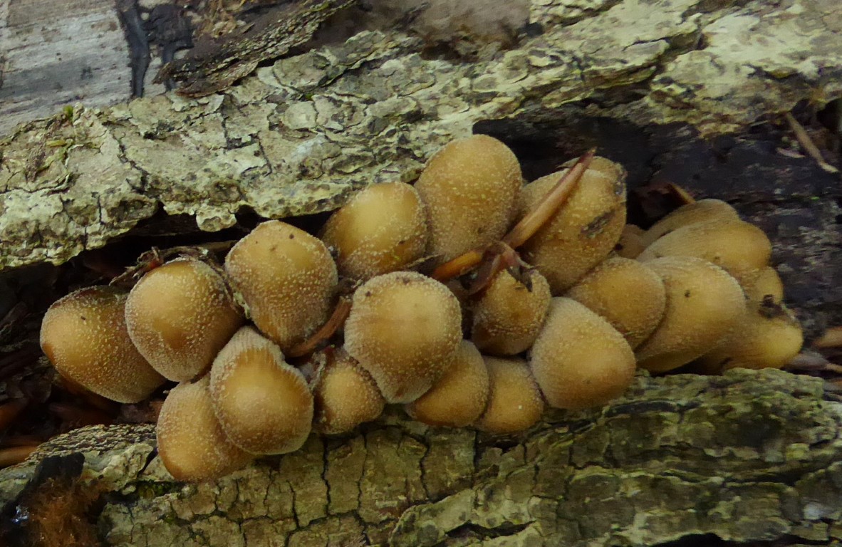 Coprinellus micaceus 1 Glimmertintling Laubholz Schwaebische Alb Biosphaerenreservat kein Coprin essbar