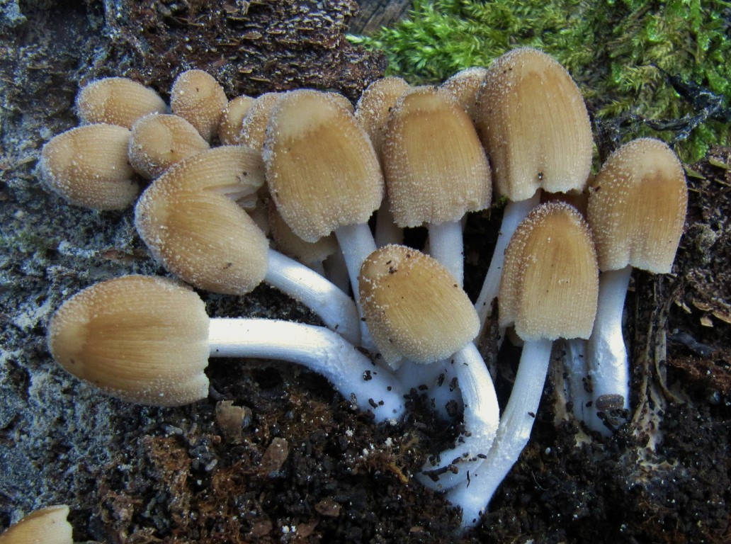 Coprinellus micaceus 2 Schwaebischer Wald Gschwend Bergsee Ostalbkreis Krieglsteiner Pilzkurse Seminare Fuehrung 101210