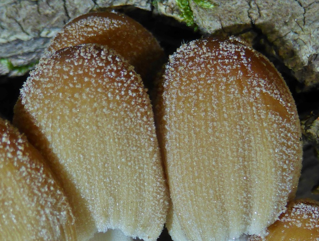 Coprinellus micaceus 3 junge Fruchtkoerper Velum Muensingen Biosphaerenreservat Schwaebische Alb