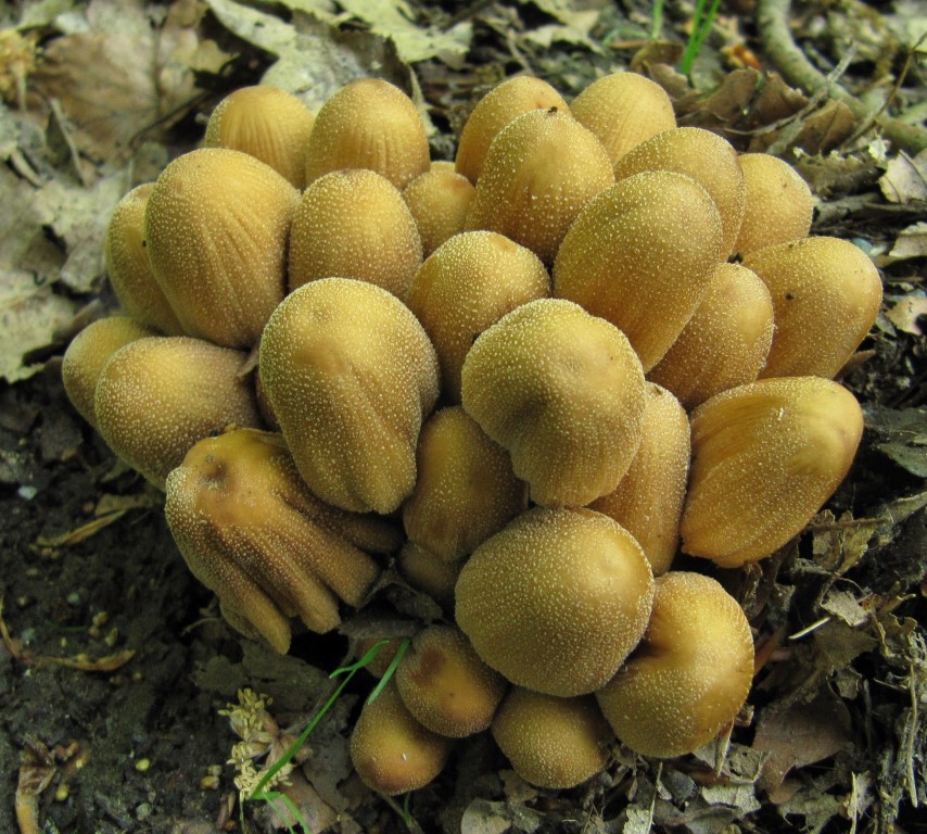 Coprinellus micaceus 4 Rhein Main Gebiet Taunus Sulzbach Pilzfreunde Krieglsteiner Pilzschule Schwaebischer Wald