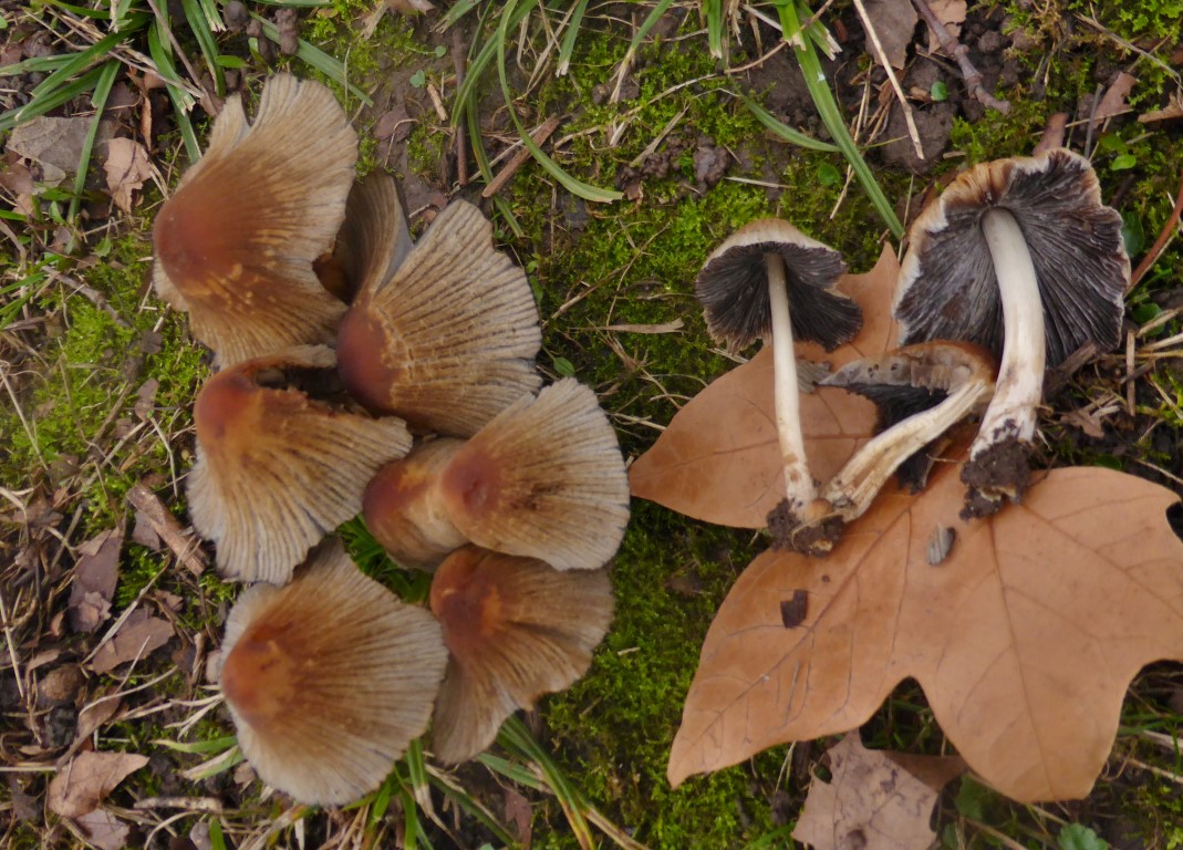 Coprinellus micaceus 6 Stuttgart Baden Wuerttemberg Glimmertintling Deutschland Fruchtkoerper Hut plissiert Sporenpulver schwarz 16111