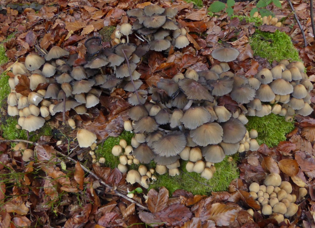 Coprinellus micaceus 7 Hinterwald Schwaebischer Wald Saprobiont Laubholz haeufig essbar Coprin Schwaebisch Hall