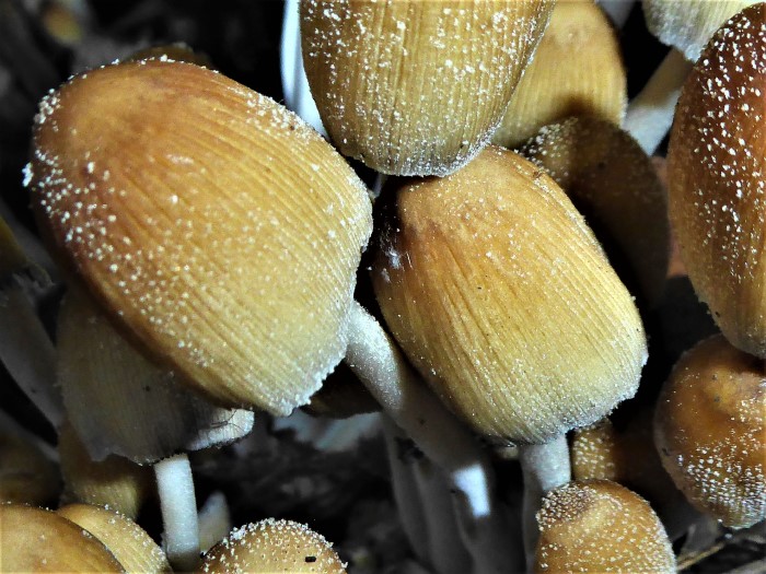 Coprinellus micaceus Glimmer Tintling Velum Cystoderm nicht Cutis Sachsen Leipzig Auwald Pilz des Monats Pilzschule Schwbischer Wald Gstehaus Grner Pfad Ruppetshofen