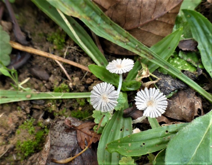 Coprinopsis cortinata Zartbeschleierter Tintling Velum Coprinellus Parasola mikroskopische Bestimmung Krieglsteiner Feldmykologe Saprobiont Mikroskopierkurs Ausbildung Krieglsteiner Pilzschule