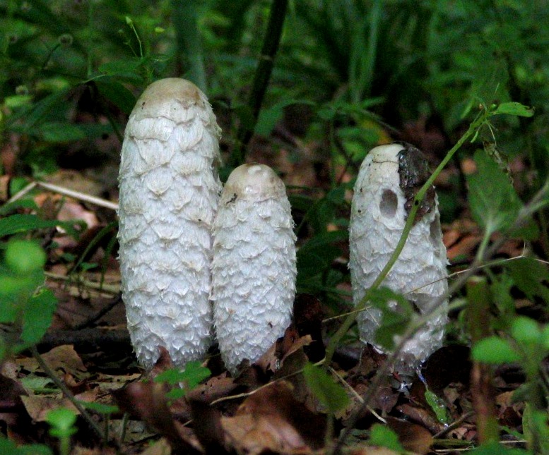 Coprinus-comatus-Schopftintling-jung-essbar-Spargelpilz-Anfänger-Pilze-bestimmen