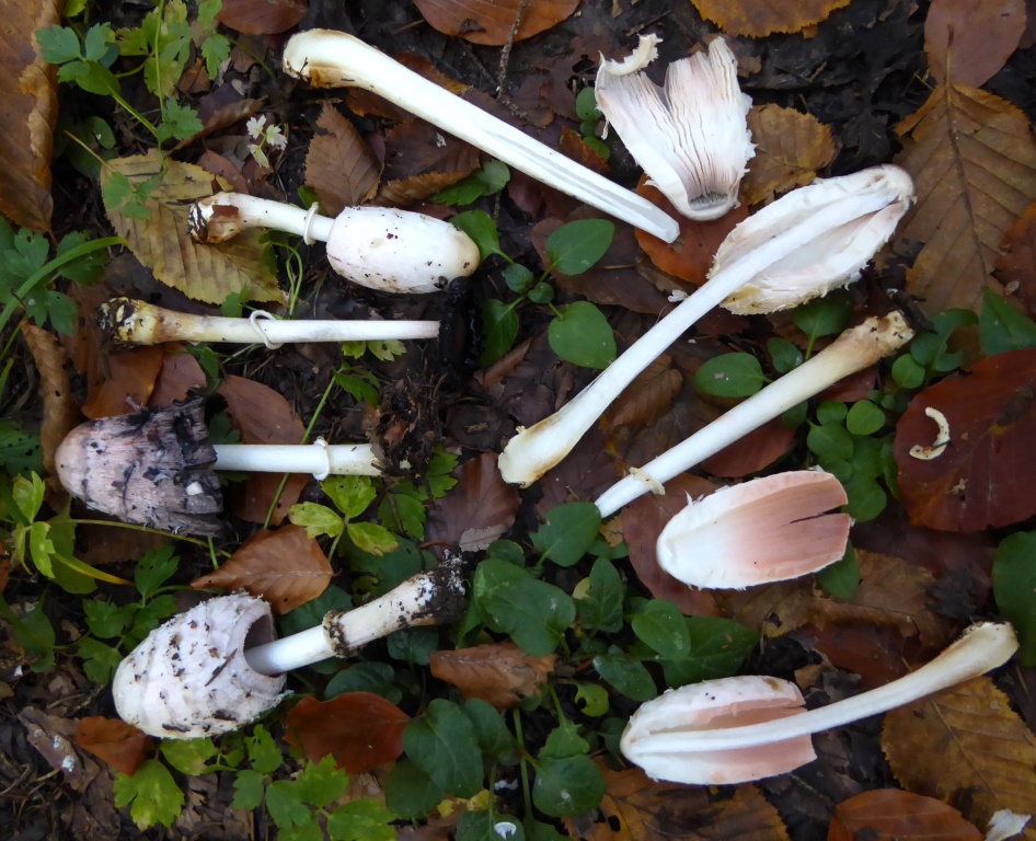 Coprinus-comatus-jung-alt-Sporenpulver-rosa-Schopftintling-Autolyse-weiß-essen-bestimmen