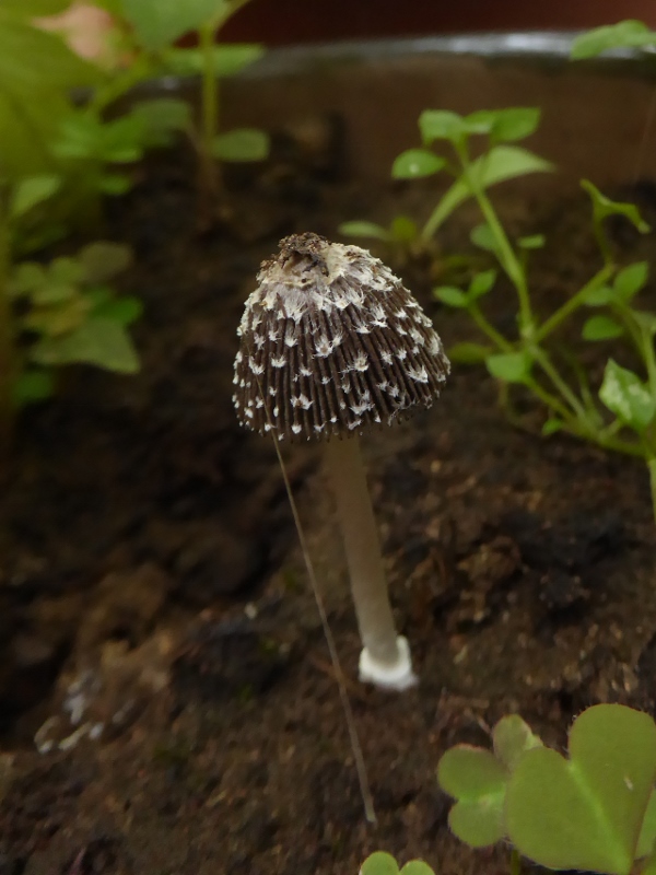 Coprinus xerophilus Drreliebender Tintling Tomatenbeet Spraitbach Ostalbkreis Pferdemist