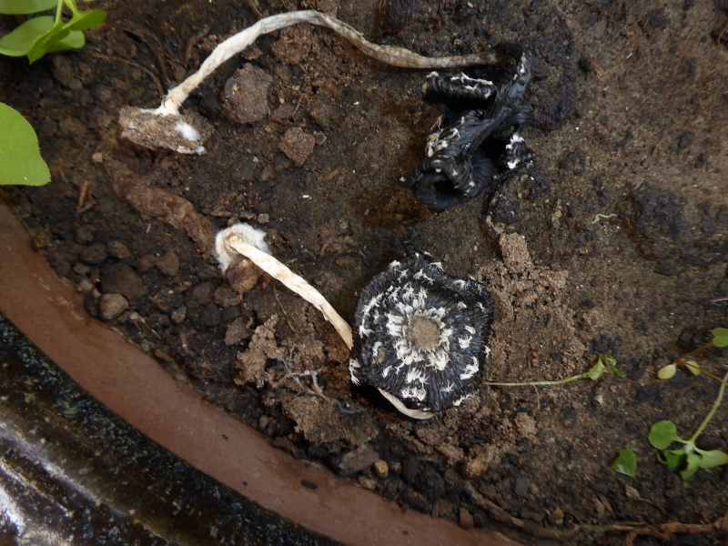 Coprinus xerophilus Tintling Velum sternfoermig Spraitbach Schwaebisch Gmuend Pilzkurse Pilzseminare Pilzexkursionen