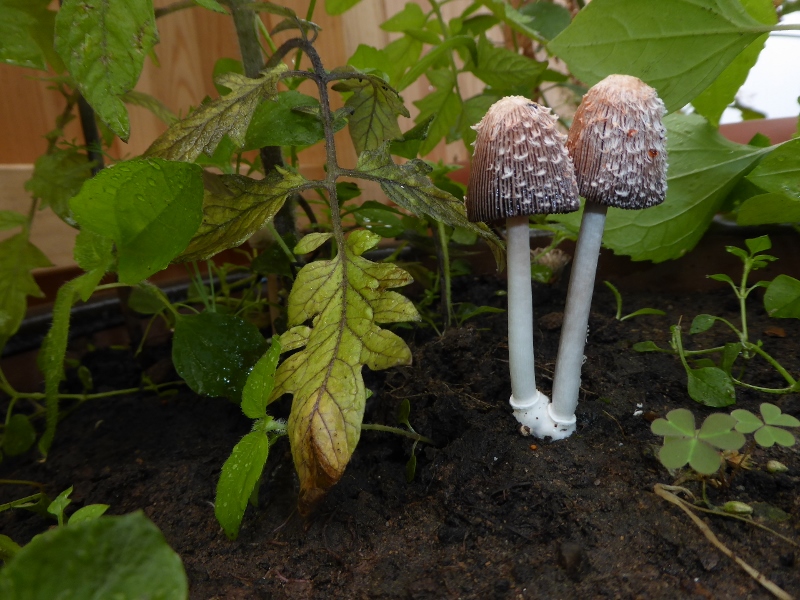 Coprinus xerophilus Trockenliebender Tintling Garten Tomatentopf bewaessert weiss rosa schwarz Velum Pilzschule Schwaebischer Wald