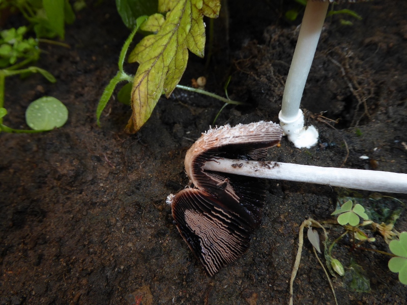 Coprinus xerophilus Verwandter Schpftintling essbar Champignon Agaricus Pilzschule Schwaebischer Wald Pilzbestimmung