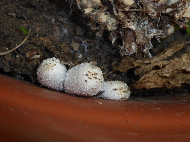 Coprinus xerophilus junge Fruchtkrper Tomatenbeet Krieglsteiner Pilzschule Schwaebischer Wald