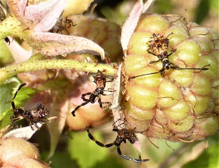 Coreus marginatus Lederwanze Randwanze Saumwanze Coreidae Hemiptera Heteroptera Spraitbach Brombeere Rubus fruticosus Naturgarten Artenvielfalt Larve Biodiversitaet