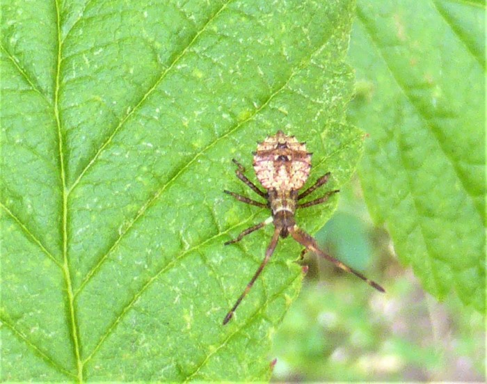 Coreus marginatus Lederwanze Randwanze Saumwanze Coreidae Hemiptera Heteroptera Spraitbach Brombeere Rubus fruticosus Naturgarten Artenvielfalt Larve Ostalbkreis