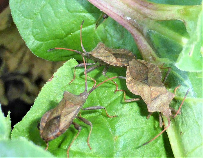 Coreus marginatus Lederwanze Randwanze Saumwanze Coreidae Hemiptera Heteroptera Spraitbach Brombeere Rubus fruticosus Naturgarten Artenvielfalt