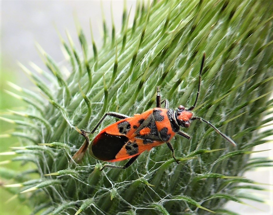 Corizus hyoscyami Zimtwanze Glasfluegelwanzen Rhopalidae Heteroptera Sachsen Artenvielfalt Naturschutz Biodiversitaet PIlzschule Schwaebischer Wald Ostalbkreis