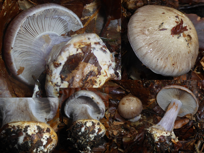 Cortinarius caesiocanescens 1 Violettgrauer Klumpfuss Schleierlingskurs Schwabisch Frankischer Wald Baden Wurttemberg Tanne Buche Fichte Mergel Kalk Saar PSV