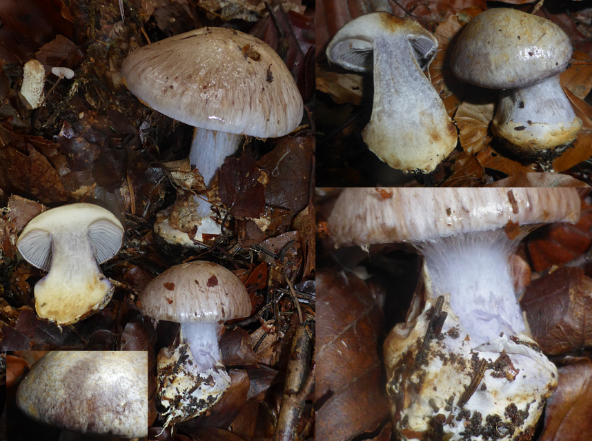Cortinarius caesiocanescens 2 Schleierlingskurs Violettgrauer Klumpfuss Mykorrhiza Krieglsteiner Grosspilze Baden Wurttemberg Ostalbkreis Hohenlohekreis Pilz
