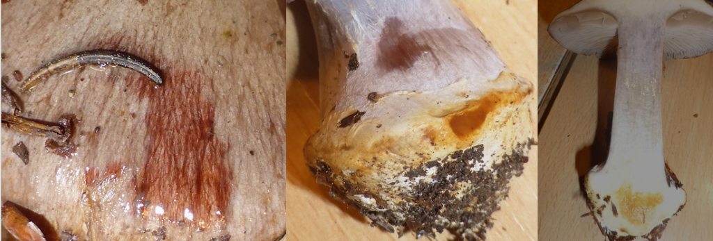 Cortinarius caesiocanescens 3 Violettgrauer Schleierling Klumpfuss Feldmykologe PSV DGfM PIlzschule Schwabischer Wald Ostalbkreis KOH Reaktion Laugen Velum