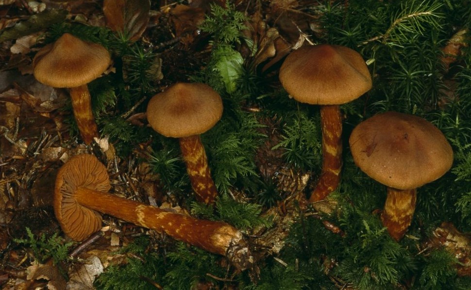 Cortinarius-rubellus-Spitzbuckeliger-Raukopf-Schleierling-Velum-Grtel-Nadelwald