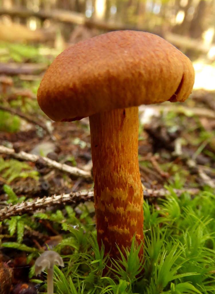 Cortinarius-rubellus-Spitzgebuckelter-Raukopf-Schleierling-Velum-Grtel-Stiel-Krnten