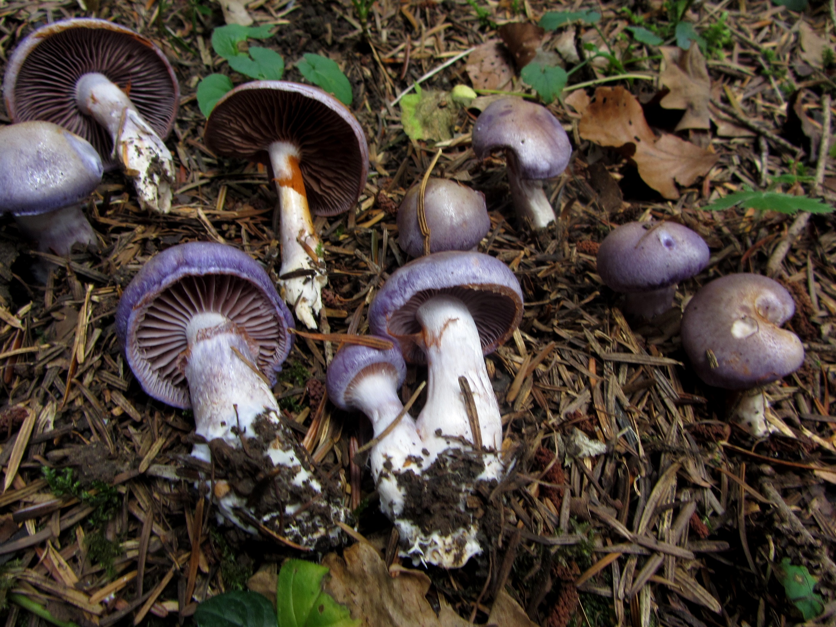 Cortinarius-salor-Blauer-Schleimfuß-Schleierlings-Kurs-Mykorrhiza-Schwäbischer-Wald