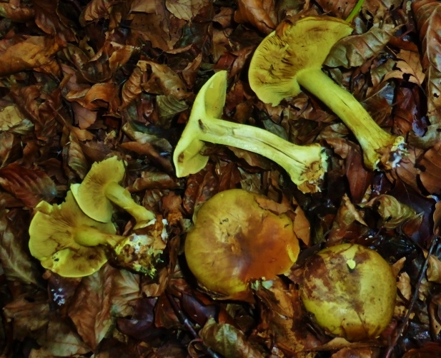 Cortinarius-splendens-Leuchtendgelber-Klumpfu-CH-Buche-Laubwald-Fleisch-gelb-Schweiz