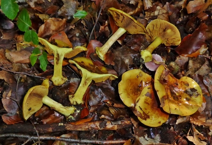 Cortinarius-splendens-Mittelfranken-Diespeck-Buche-giftig-Niere-Gruenling-Tricholoma-equestre-Bayern