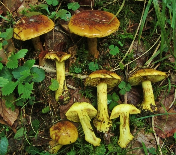 Cortinarius-splendens-meinhardii-Baden-Wuerttemberg-Stuttgart-Schwaebischer-Wald-Pilzschule-Dottergelber-Klumpfu-giftig