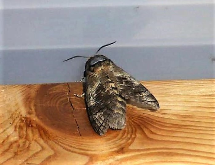 Cossus cossus Weidenbohrer Holzbohrer Cossidae Lepidoptera Nachtschmetterlinge Insekten Verfaerbender Schneckling Hygrophorus cossus discoxanthus Pilzschule Schwaebischer Wald Meinhard Moser