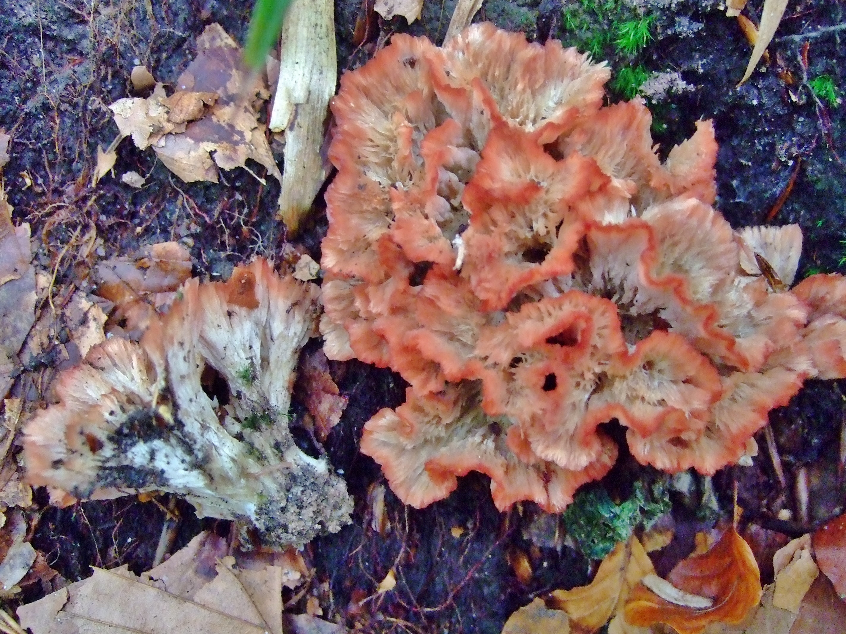 Cotylidia pannosa Striegeliger Kreiselpilz Schwaebisch Fraenkischer Wald Welzheim Bannwald Pilzschule Krieglsteiner Fagus naehrstoffarm Leistlinge