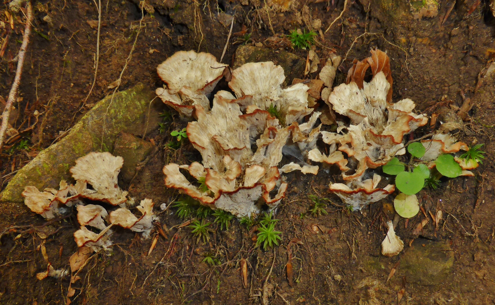 Cotylidia pannosa Striegeliger Kreiselpilz Schwarzwald Hornberg Buchenwald Krieglsteiner Moose Mykorrhiza