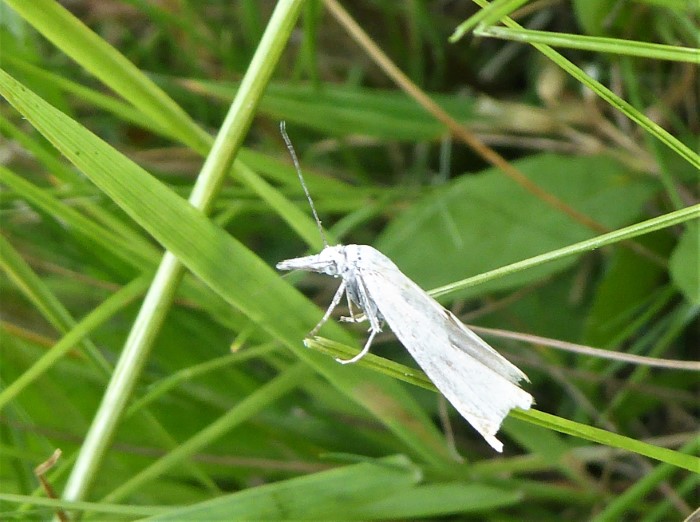 Crambus perlella Weisser Graszuensler Pyralidae Kleinschmetterlinge Lepidoptera Naturgarten nafoku Artenvielfalt Magerrasen Pilzschule Schwaebischer Wald Pilzkunde Krieglsteiner