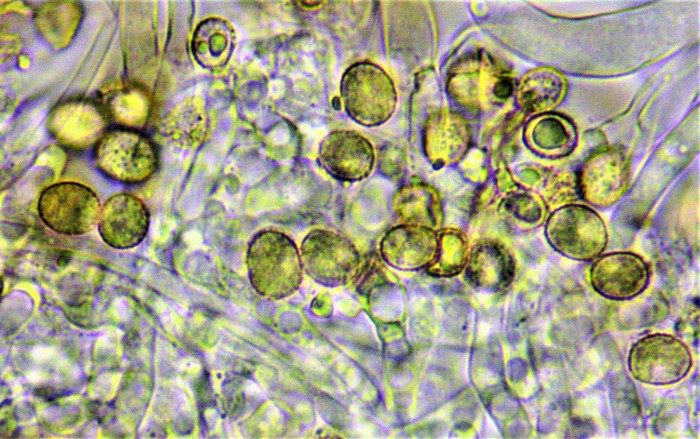 Crepidotus cesatii Rundsporiges Stummelfuesschen Krueppelfuesschen Ribes rubrum Rote Johannisbeere Saprobiont mikroskopisch bestimmbar Feldmykologe PSV PIlzschule Ausbildung Sporen Mikroskopierkurs