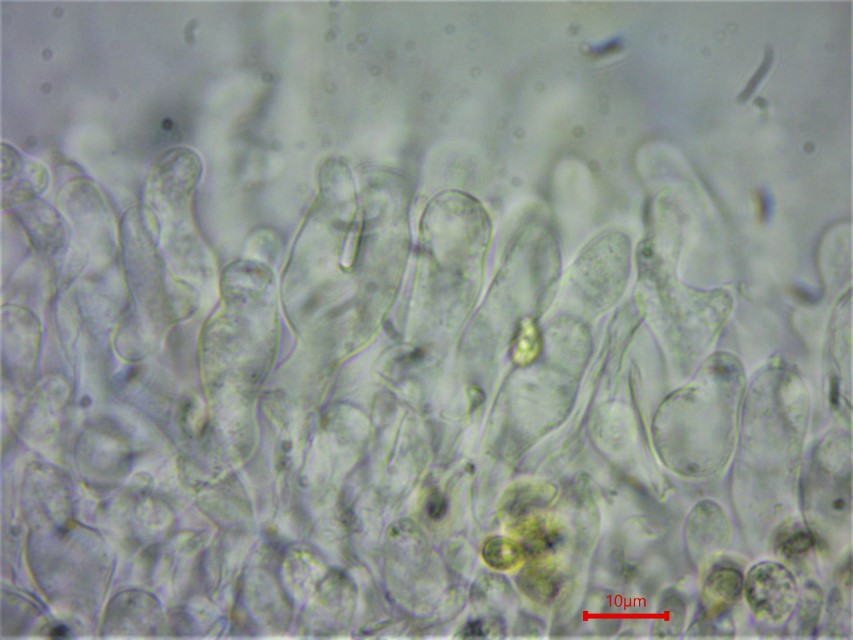 Crepidotus macedonicus Italien Ligurien Varese Ligure Karasch Krieglsteiner Fuhrmann Cheilozystiden Mikroskopierkurs Pilzschule Pilzkurse Schwaebischer Wald