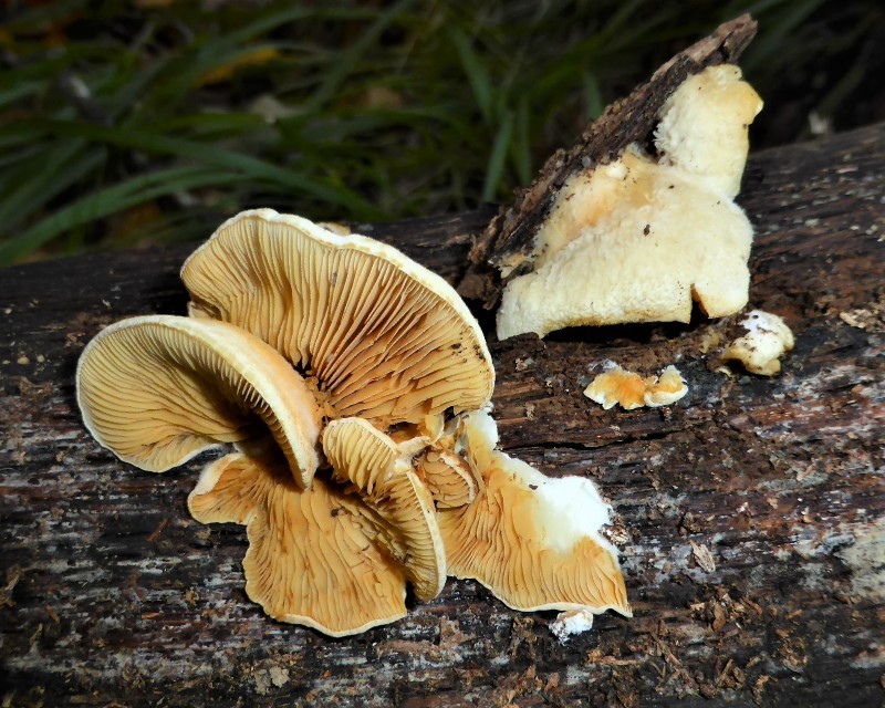 Crepidotus macedonicus Mazedonisches Stummelfuesschen Italien Ligurien Varese Ligure Pilzkurs Pilzschule Schwaebischer Wald Krieglsteiner