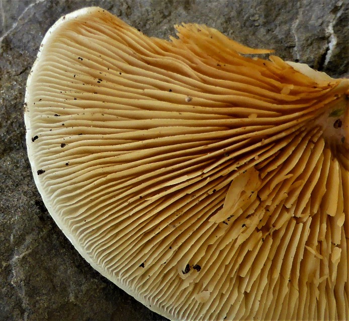 Crepidotus macedonicus Mazedonisches Stummelfuesschen Pilzschule Schwaebischer Wald Feldmykologe Krieglsteiner Dunkelsporer Saprobiont Laubholz Eiche Kastanie