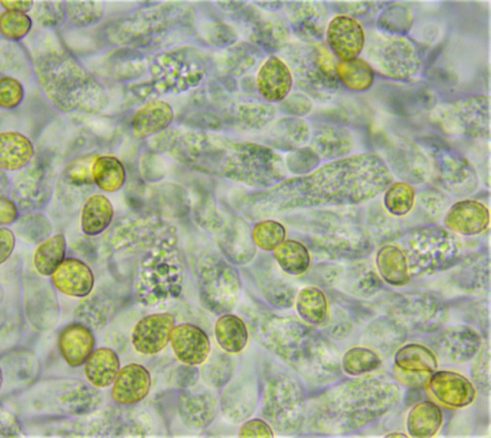 Crepidotus macedonicus Sporen ellipsoidisch warzig Braunsporer Eiche Kastanie Castanea Italien Ligurien Krieglsteiner Karasch Fuhrmann Pilzschule