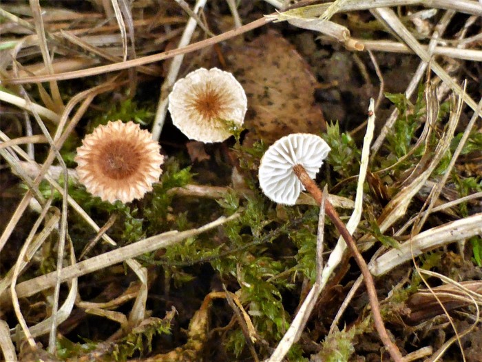 Crinipellis scabella Gemeiner Haarschwindling Marasmiaceae Saprobiont Gras bewohnend Spraitbach Trockenrasen Wiesen Gebuesche Rinde Straeucher Krieglsteiner Pilzschule Feldmykologe 2