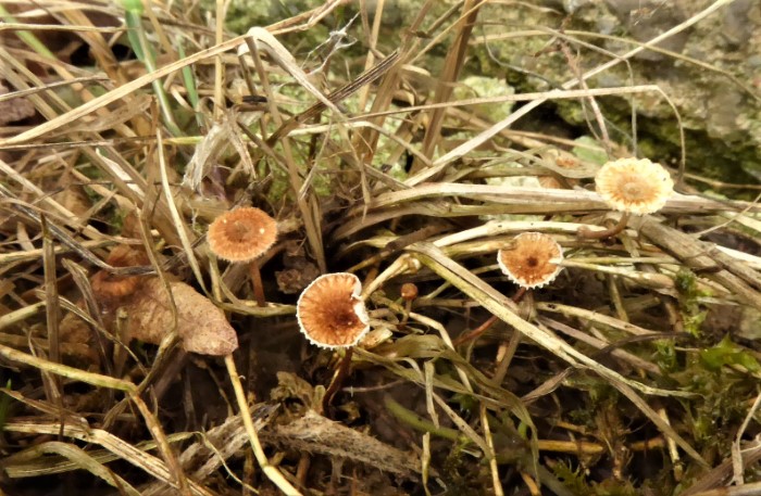 Crinipellis scabella Gemeiner Haarschwindling Marasmiaceae Saprobiont Gras bewohnend Spraitbach Trockenrasen Wiesen Gebuesche Rinde Straeucher Krieglsteiner Pilzschule Feldmykologe