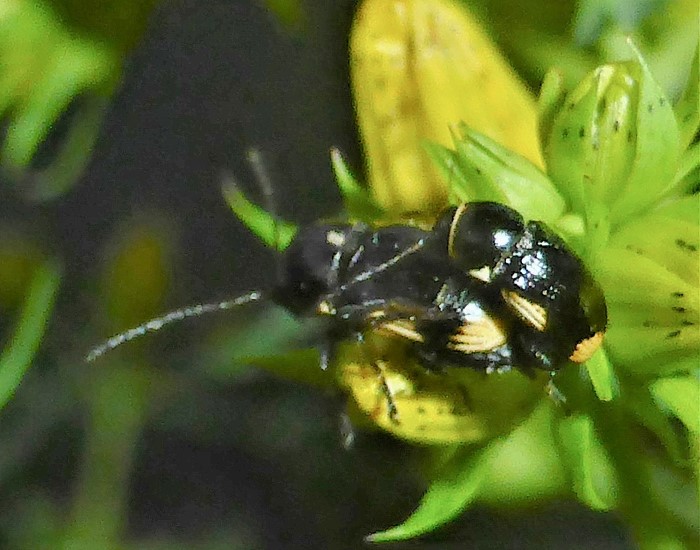 Cryptocephalus moraei Fallkfer Querbindiger Spraitbach Schwaebischer Wald Hypericum perforatum Johanniskraut nafoku Artenvielfalt Blattkaefer Chrysomelidae