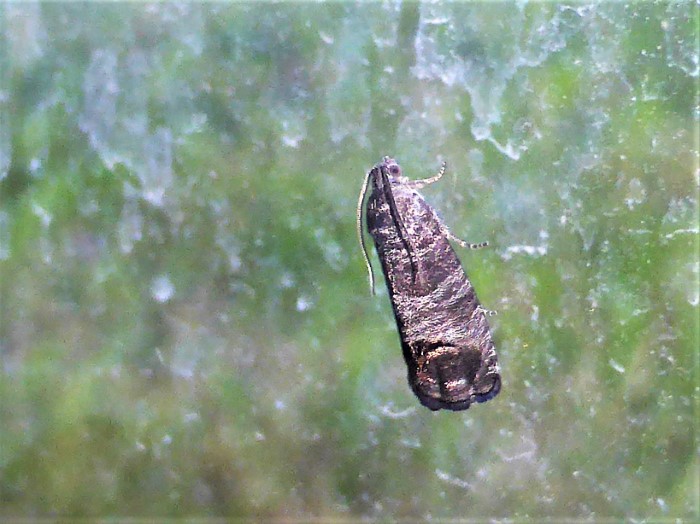 Cydia pomonella Apfelwickler nafoku Spraitbach Ostalbkreis Schwaebisch Fraenkischer Wald Tortricidae Lepidoptera Kleinschmetterlinge Artenvielfalt Krieglsteiner