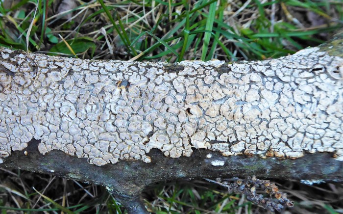 Cylindrobasidium laeve evolvens Abloesender Rindenpilz corticioide Pilze Physalacriaceae Agaricales Saprobiont Laubholz Initialphase besonnte Standorte Holzlager Mikroskopierkurs Krieglsteiner Pilzschule