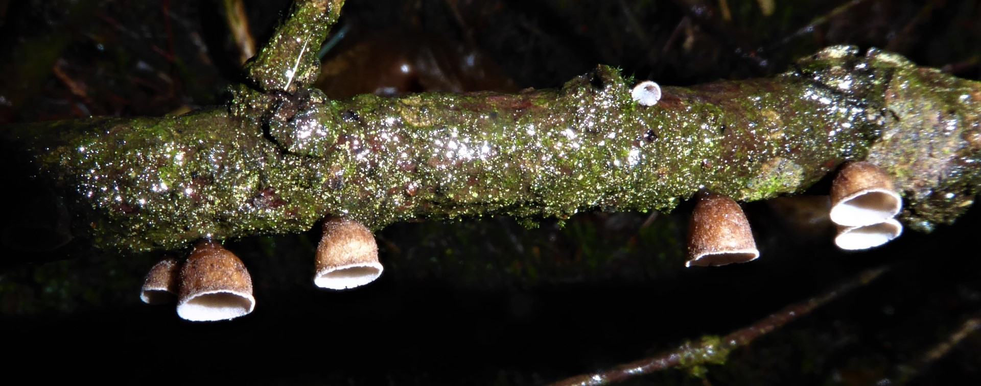 Cyphella digitalis Tannen Fingerhut Deutschland Baden Wuerttemberg Schwaebisch Fraenkischer Wald Krieglsteiner